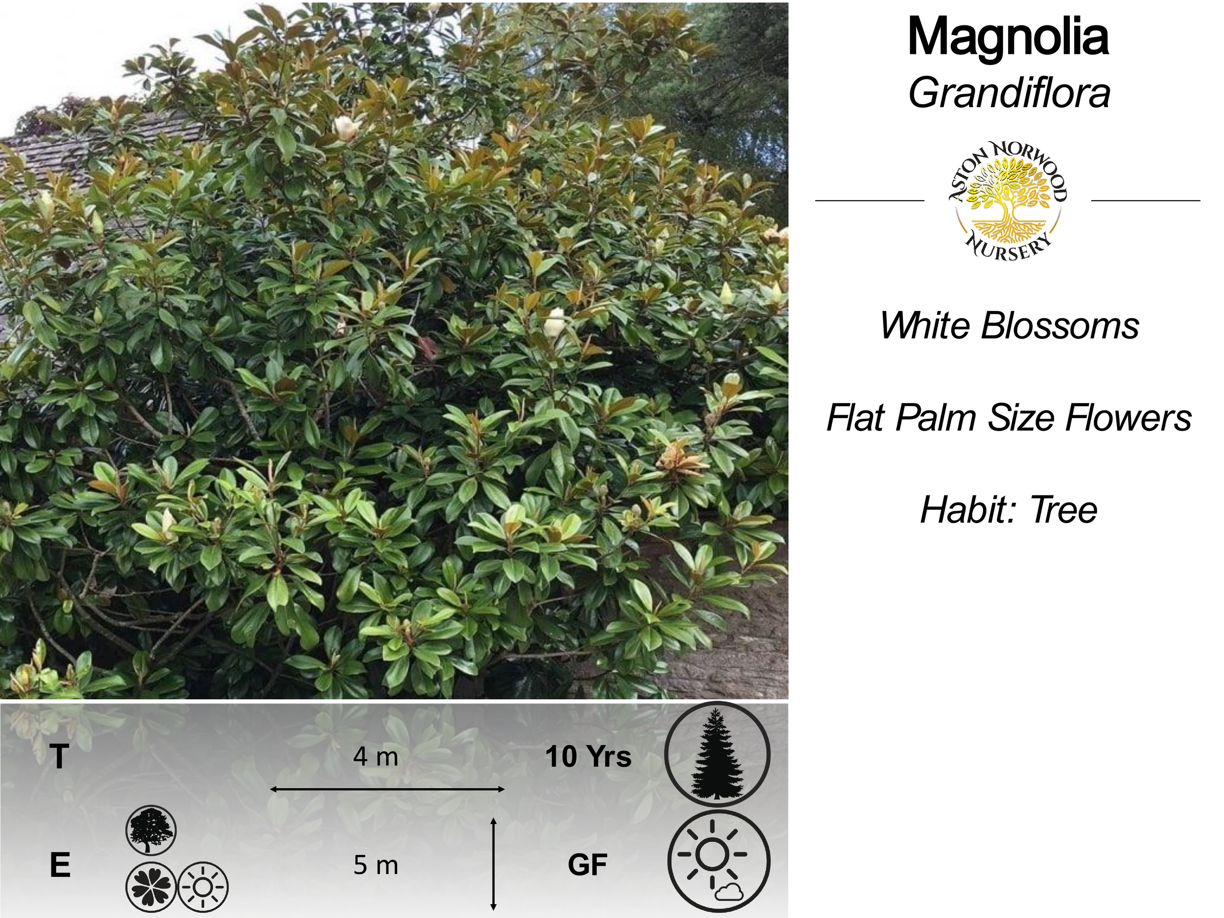 Magnolias — Garden Centre | Discover Your Garden Potential Today